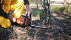 Lineville, AL Tree Services Company